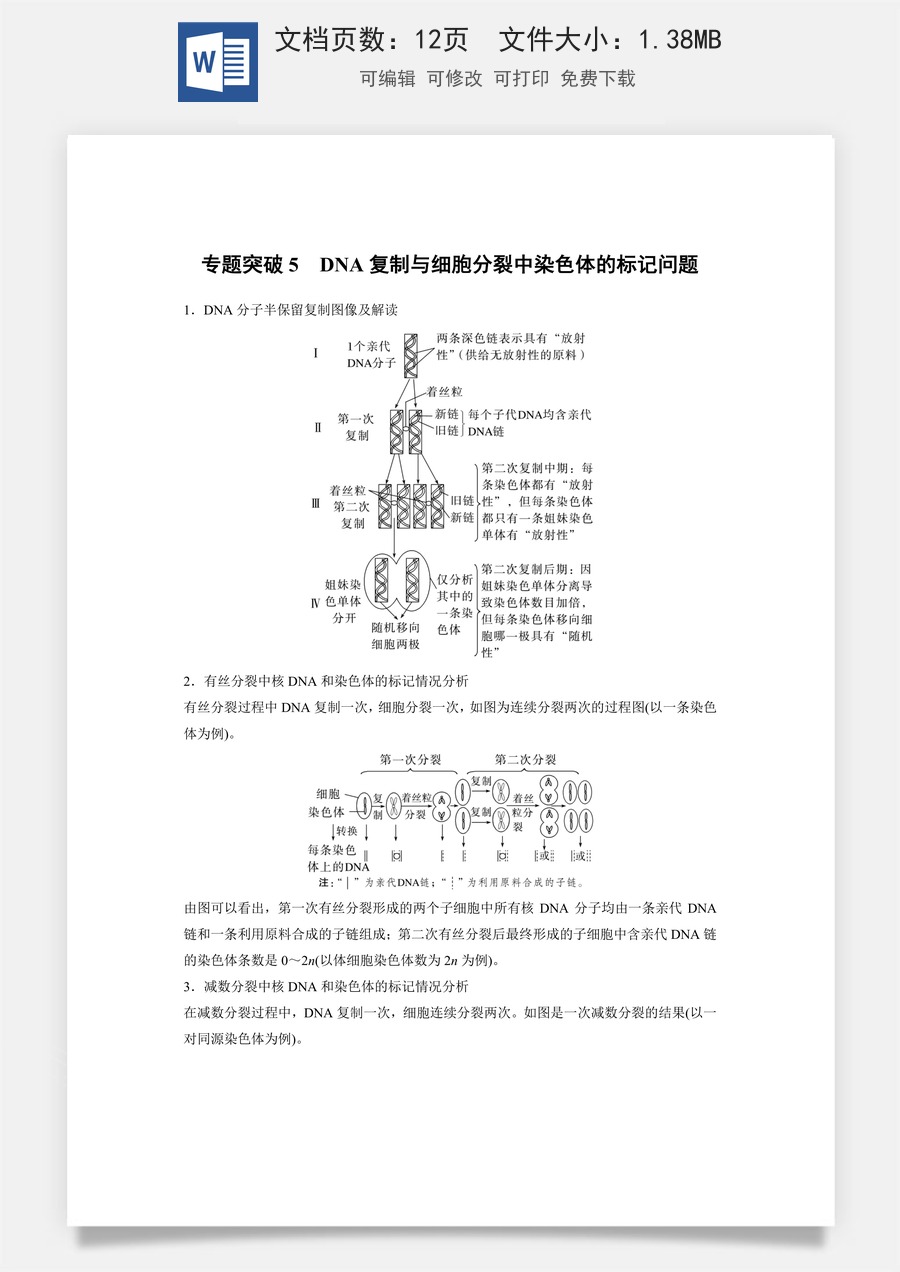 高中-高考总复习-生物-第四单元　专题突破5　DNA复制与细胞分裂中染色体的标记问题.docx